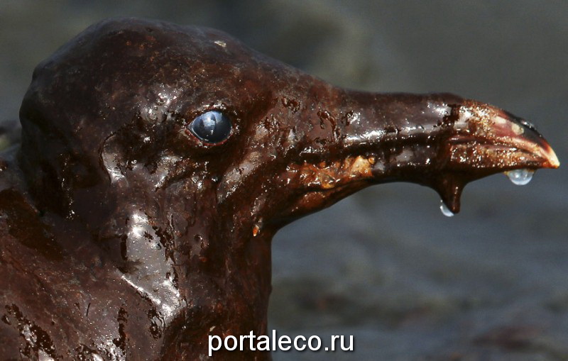 Покрытая толстым слоем нефти чайка атлантический хохотун